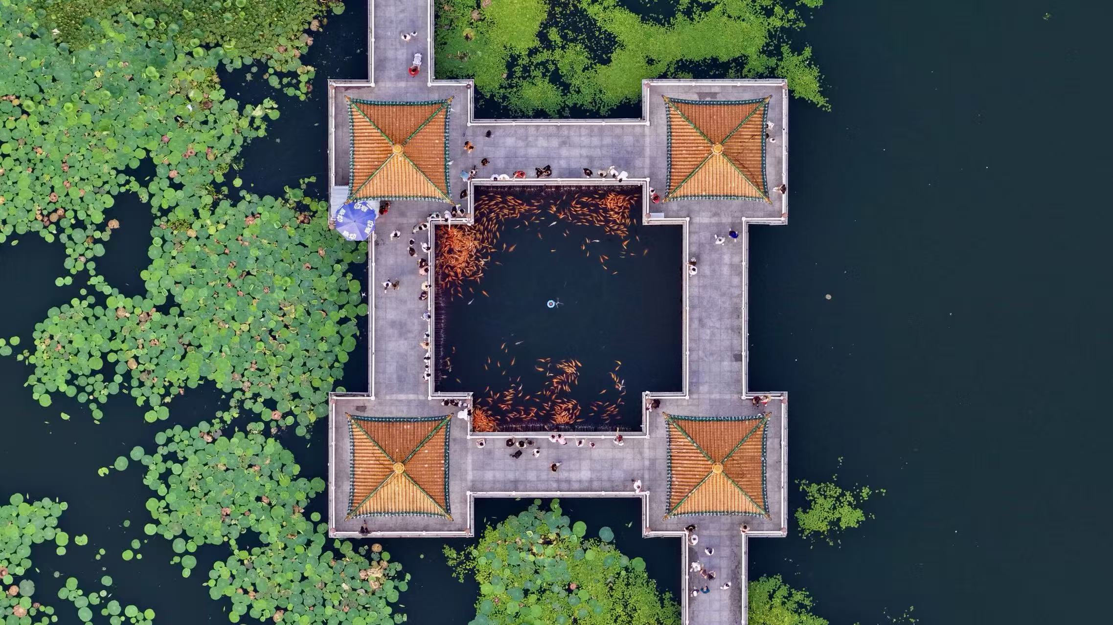 水榭锦鲤